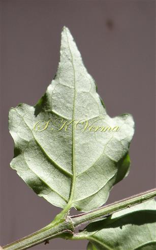  Leaf (Abaxial View)